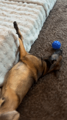 Dog's morning routine captured in Thai household