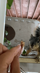 Quiet animal moments: hand-fed squirrel and window-watching cat