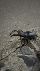 Stag beetles roam Tiraspol streets on a summer night