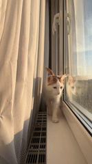 Cat walks windowsill during quiet afternoon in Russian home