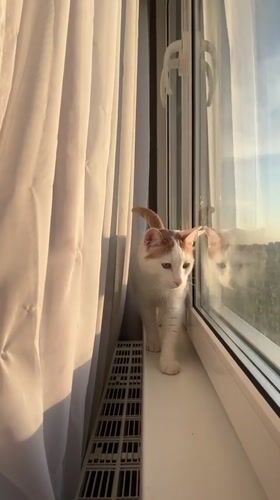 Cat walks windowsill during quiet afternoon in Russian home