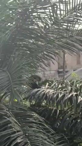 The video shows a lush, green palm tree with fronds swaying gently in the breeze. Behind the tree, a building is partially visible, its facade appearing aged and slightly weathered. The sky is overcast, casting a soft light on the scene.