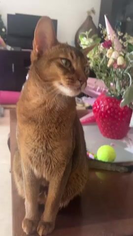 This media file captures a close-up of an Abyssinian cat being brushed. The cat, with its striking ticked coat and piercing green eyes, is seated on a wooden surface, likely a table. The cat's posture suggests it is enjoying the grooming session, as it tilts its head back and closes its eyes contentedly. A pink-handled pet brush is visible, actively being used on the cat's neck and head.

The background reveals a home environment. A television is visible in the distance, along with furniture and what appears to be a large, heart-shaped decorative strawberry. A vase with flowers, a pink party hat, and a tennis ball add to the domestic setting. The lighting suggests it is daytime, with natural light illuminating the scene. No weather conditions are discernible. The setting appears to be indoors, in a casual living space. The cat's relaxed demeanor and closed eyes convey a sense of pleasure and comfort. There is no visible text in the media file.