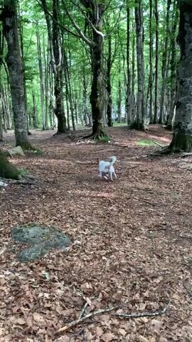 This is a short video clip captured in a forest setting, likely Abbadia San Salvatore, Italy. The primary subject is a small, white dog with some tan markings. The dog is seen running and playing on a ground covered with fallen brown leaves and twigs, creating a natural, somewhat rustic ambiance. Tall trees with green foliage dominate the scene, suggesting it is daytime, possibly late morning or early afternoon, with a soft, diffused light filtering through the canopy. The weather appears pleasant, with no visible rain or harsh sunlight.

The dog is actively engaged in movement, its playful energy evident as it navigates the leaf-strewn forest floor. The camera is positioned at a low angle, following the dog's movements. The environment is a dense forest, with a clear path or clearing visible between the trees, hinting at a maintained trail or a natural open space within the woods. The overall mood is peaceful and idyllic, highlighting a moment of a dog enjoying its freedom in nature. There is no visible text in the media file.