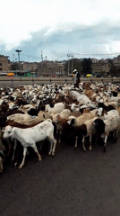 Livestock herd disrupts traffic in downtown Nairobi streets
