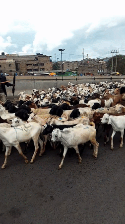 Livestock herd disrupts traffic in downtown Nairobi streets