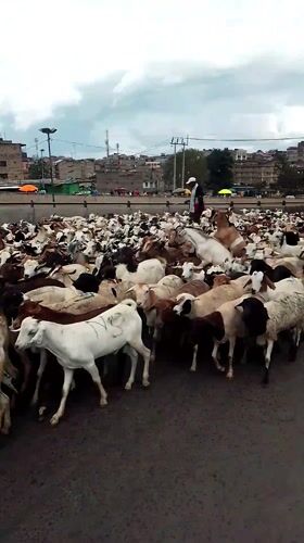 Livestock herd disrupts traffic in downtown Nairobi streets