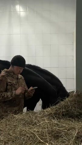 A young adult male wearing a camouflage jacket and a black knit cap is standing in what appears to be a stable or barn. He is initially looking at his smartphone. Then, he sets the phone down and begins to manipulate a large pile of hay in front of him. Two dark-colored horses are visible, eating the hay. The man appears to be arranging the hay so the horses can reach it. The background features white tiled walls. The scene is indoors and well-lit.