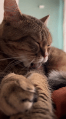 Early morning domestic scenes: cat grooming, sleeping baby in Moscow
