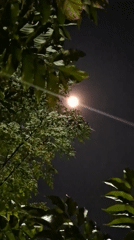 Nighttime cats and moonlight captured in Indonesian village yard