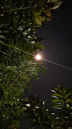 Nighttime cats and moonlight captured in Indonesian village yard