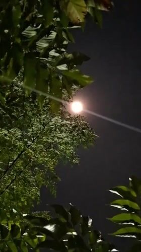 Nighttime cats and moonlight captured in Indonesian village yard