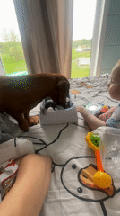 Baby and dachshund share quiet moment on bed