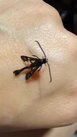 The video shows a close-up of a black insect with translucent wings and a segmented abdomen with an orange band. It is resting on a person's hand, which is visible in the background. The insect is stationary for the duration of the video.