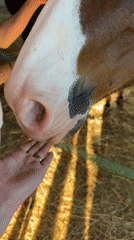 Gentle moments between humans and horses captured in Rignac barn