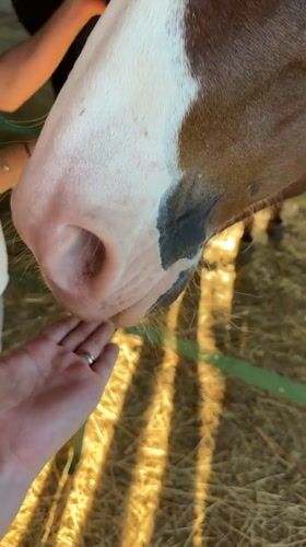 Gentle moments between humans and horses captured in Rignac barn