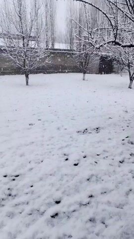 The video shows a snowy scene. A layer of snow covers the ground, marked with dark footprints. Several leafless trees stand in the snow-covered area. In the background, there's a wall behind the trees. It is snowing.