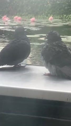Two pigeons are positioned side-by-side on a flat surface, facing each other. Behind them, a body of water is visible, with several pink water lilies floating on its surface. Lush green foliage forms a backdrop. The pigeons appear to be wet.