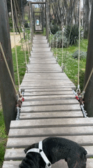 French Bulldog spotted on suspension bridge in Burgas
