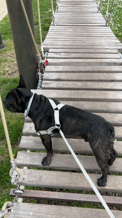 French Bulldog spotted on suspension bridge in Burgas