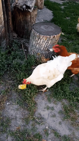 A quiet Ukrainian village homestead and its animals, mid-morning