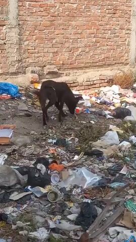The video shows a dog scavenging through a pile of garbage. The dog is skinny and has dirty fur. The garbage is strewn across the ground and consists of plastic bags, food wrappers, and other discarded items. In the background, a brick wall is visible. The camera angle is stationary, and the lighting is natural. Another dog appears later.