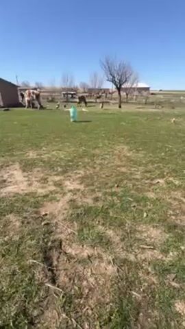The video shows a grassy field on a sunny day. There's a large, empty, light green plastic bottle in the middle of the frame. In the background, there are several chickens, a donkey, and a cow grazing. Further back, there are houses, bare trees, and what appears to be a white minibus. The camera seems to be handheld and moves slightly, keeping the bottle in focus as the main subject.
