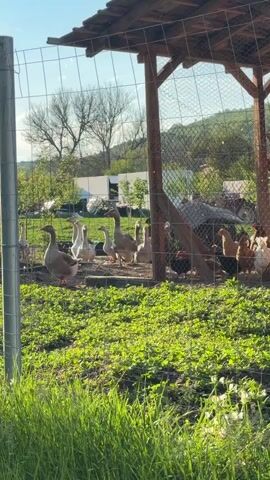 The video shows a group of geese inside a fenced enclosure.  There are both white and gray geese, and they are standing on grass and dirt. There are chickens in the background, under a wooden structure with a mesh roof. Beyond the enclosure, there are trees, a white trailer, and pallets stacked in the background. The weather appears sunny. The video is shot through a wire fence.
