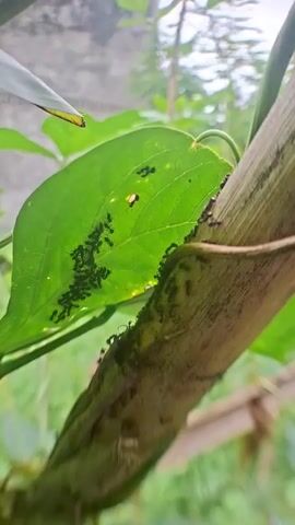 A close-up, low-angle shot shows a green leaf with many small black insects gathered on its surface and along its edges. Some of the insects are also visible on a rough, brown, cylindrical object, likely a stem or branch, that runs diagonally across the lower right of the frame. The background is blurred and shows a hint of green foliage and a light-colored structure, suggesting an outdoor environment. The lighting is natural, casting soft shadows.