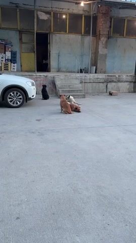 The video shows four dogs in a concrete area outside a building. A white car is parked to the left. The building has a large doorway, and there are concrete steps leading up to a slightly raised area in front of it. One dog is black and sits facing away from the camera near the car. Another dog, light brown, is sitting facing away from the camera. Two other dogs are lying down. One is white with black markings, and it appears to be licking the other dog, which is lying on the ground. The dog on the ground appears to be tan with long fur.