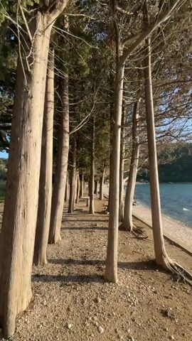 The video opens with a ground-level view through a row of tall, thin, mostly bare trees with light-colored bark. The ground is covered with small pebbles and dirt.  Beyond the trees, a body of blue water is visible, with a concrete wall separating the trees from the water.  The camera slowly pans upward to reveal more of the trees, the water, and the opposite shore, which is a green, hilly landmass. The sun is high in the sky, creating a glare on the water. The final shot focuses on the water, the opposite shore, and the sun.  The sky is clear and blue.