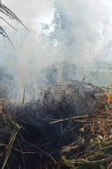 Controlled burn creates heavy smoke in Mee, Indonesia