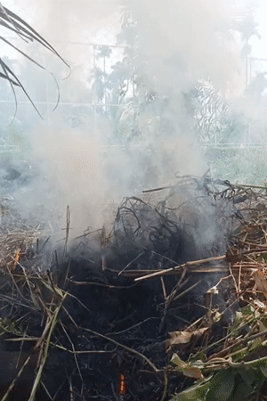 Controlled burn creates heavy smoke in Mee, Indonesia