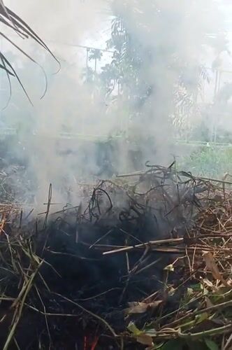 Controlled burn creates heavy smoke in Mee, Indonesia