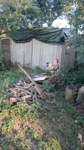 A rooster stands on a pile of bricks in a grassy yard. The rooster is primarily white with black and gold feathers. It has a red comb and wattle. Behind the rooster is a corrugated metal shed covered with a green tarp. To the left of the shed is a pile of wood and branches. The scene appears to be outdoors in a rural setting, possibly a backyard in Hlushky, Ukraine. The lighting suggests it is either early morning or late afternoon. The weather appears to be fair. The overall atmosphere is peaceful and rural. There is no visible text in the media file.