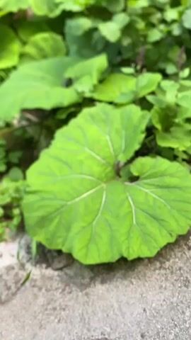 A close-up video showcases the impressive size of a large green leaf, possibly a burdock or rhubarb leaf, with prominent veins. A hand enters the frame and is placed on the leaf to demonstrate its scale, highlighting its vastness relative to the human palm. The hand moves across the leaf, emphasizing its size and texture. The surrounding area is lush with more green foliage, suggesting a natural, outdoor setting. The lighting appears to be natural daylight, indicating it's daytime. The scene is tranquil, with the focus solely on the plant's grandeur. The video does not contain any visible text. The setting appears to be a natural environment, possibly a garden or a wild area in Arilje Municipality, Serbia, given the provided location context.