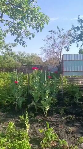The video shows a garden bed with several tall plants with large red flowers, likely poppies. The plants are in various stages of bloom, with some flowers fully open and others still buds. The garden is surrounded by trees and a fence. The sky is blue and clear. The camera is static, and the video is short, lasting only a few seconds.