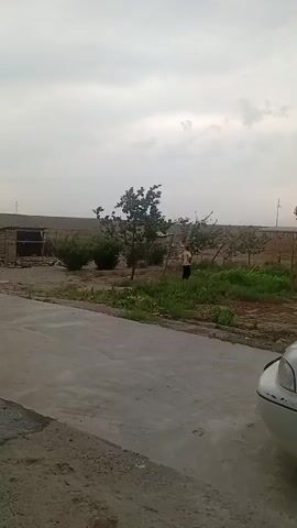 This video shows an outdoor scene in Chon-Kara, Kyrgyzstan. The time of day appears to be late afternoon or early evening, with an overcast sky suggesting cloudy weather. The setting is rural, featuring a garden or yard with several trees and bushes. A person, dressed in a yellow shirt and dark pants, is actively engaged in gardening or tending to plants in the middle ground of the frame. They appear to be bending over and working with their hands, possibly weeding or harvesting.

In the foreground, a paved surface, likely a driveway or road, is visible. The edge of a white car is captured in the lower right corner of the frame, suggesting that transportation is present. Behind the person in the garden, there are some structures, including what looks like a small shelter or shed with a corrugated roof and wooden fencing. The overall environment appears somewhat unkempt, with exposed soil and a mix of cultivated and wild vegetation.

There is no visible text in the video. The atmosphere seems calm and focused on the task at hand, with no strong emotional cues conveyed by the lone figure. The scene is typical of a residential or agricultural area in a rural setting.