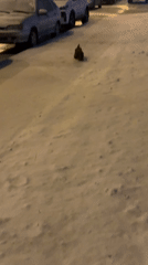Dogs observed outdoors and indoors in Krasnoyarsk evening
