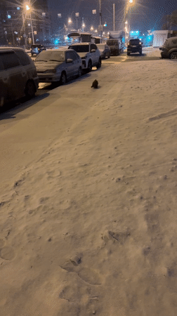 Dogs observed outdoors and indoors in Krasnoyarsk evening