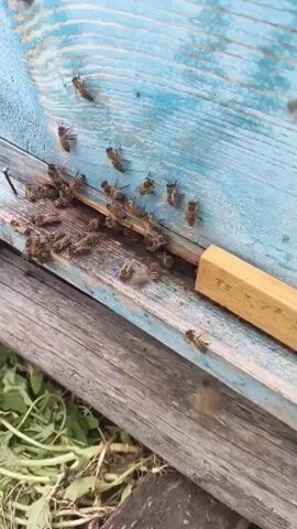 Numerous bees are clustered around the entrance of a blue wooden beehive, with some actively flying in and out. The hive appears to be old, with chipped paint and weathered wood. The ground in front of the hive is covered in green foliage.