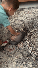 Boy pets Sphynx cat on rug in Netanya