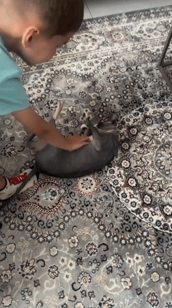 Boy pets Sphynx cat on rug in Netanya
