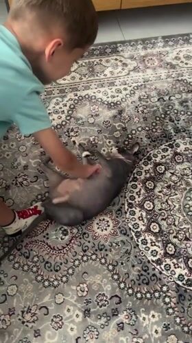 Boy pets Sphynx cat on rug in Netanya