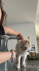 Woman spends quiet afternoon at home with cat in Mexico City