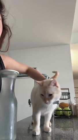 The video shows a light-colored cat standing on a gray speckled countertop. A person's arm reaches into the frame and pets the cat. The cat then moves forward toward the camera lens so its face fills the frame. Behind the cat and person, there is a clear glass pitcher, a metal fruit basket with various fruits, and a white wall. The overall lighting is bright.