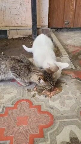 Two kittens, one tabby and one white, are eating food from a puddle on the ground. The tabby kitten is on the left, and the white kitten is on the right. The food appears to be wet cat food. The ground is tiled with a red and white pattern. There is a wall in the background and a wooden door. The scene is outdoors, and the lighting suggests it is daytime.