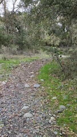 The video shows a rocky path leading into a wooded area. The path is covered in small stones and pebbles, with patches of green grass on either side. Trees line the path, their branches creating a canopy overhead. The sky is overcast, and the light is diffused. There are no people visible in the video. The camera slowly pans forward, following the path.