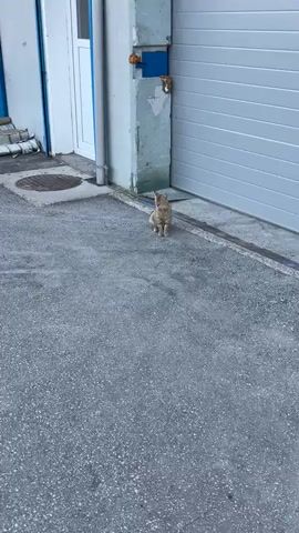 A tabby cat sits in the middle of an asphalt area, facing the camera. Behind the cat, a large, grey, ribbed garage door is visible, along with a light blue painted concrete pillar with some peeling paint and green paint at the base. To the left of the pillar, a white door with a blue vertical pipe running alongside it can be seen. The cat is looking directly at the camera.
