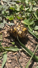 Black ants swarm yellow fruit in Russian village